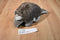 Soft Things Brown and Gray Armadillo Plush