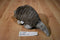 Soft Things Brown and Gray Armadillo Plush