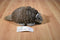 Soft Things Brown and Gray Armadillo Plush