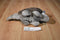 Soft Things Brown and Gray Armadillo Plush