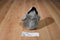 Aurora Miyoni Emperor Penguin Chick Beanbag Plush