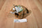Wild Republic Cuddlekins Bengal Tiger 2006 Beanbag Plush