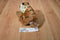 Wild Republic Cuddlekins Bengal Tiger 2006 Beanbag Plush