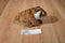 Wild Republic Cuddlekins Bengal Tiger 2006 Beanbag Plush