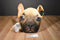 Almar Expressions French Bulldog Pillow