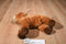 Aurora Flopsies Toro the Brown Bull Beanbag Plush