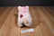 A&A Fancy Zoo Pink Pig Plush Bag Purse