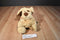 Jeep Tan and Brown Dog Child Harness Backpack with Leash