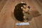 New England Toy Girls Scouts of America ABC Bakers Hedgehog 2016 Plush