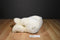 Commonwealth White Molly Moose 1998 Plush