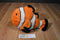 Wild Republic Clown Fish 2014 Beanbag Plush