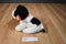 Ty Classic Brinksie White and Black Spaniel Dog 2005 Beanbag Plush