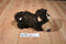 Zoomworks Baby Stuffies Scout Brown Monkey 2014 Beanbag Plush
