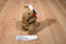 Sunwood Souvenirs Australia Kangaroo and Joey Plush