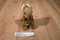 Sunwood Souvenirs Australia Kangaroo and Joey Plush