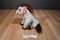 Ty Classic Buckshot Brown Horse 2004 Beanbag Plush