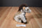 Ty Classic Buckshot Brown Horse 2004 Beanbag Plush