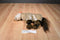 Ty Classic Buckshot Brown Horse 2004 Beanbag Plush