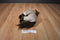 Ty Classic Buckshot Brown Horse 2004 Beanbag Plush