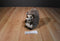 Kohl's St. Nicholas Square Decorative Hedgehog Weighted Plush