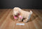 Kellytoy Yellow Lab Golden Retriever Puppy With Pink Bone 2017 Plush