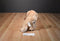 Kellytoy Yellow Lab Golden Retriever Puppy With Pink Bone 2017 Plush