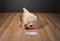 Kellytoy Yellow Lab Golden Retriever Puppy With Pink Bone 2017 Plush