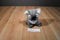 Uncle Milton National Geographic Kids Koala 2008 Plush