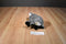 Uncle Milton National Geographic Kids Koala 2008 Plush