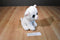 Ty Classic Pearl White Cat With Blue Eyes 2015 Beanbag Plush