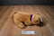 Point East Ltd. Snuffles Boxer Beanbag Plush