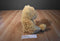 Ty Classic Boris Tan Teddy Bear 2015 Beanbag Plush
