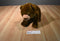 Kohl's Eric Carle Brown Bear 2008 Plush and Hardcover Book