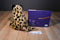 Kohl's Cheetah Plush and "Biggest, Strongest, Fastest" Hardcover Book