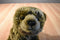 LAMO Look At Me Only Brown Grizzly Bear 2007 Beanbag Plush