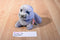 Ty Beanie Babies Wiggy the Gray Walrus 2016 Beanbag Plush