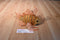 Ganz webkinz Lionfish Beanbag Plush Hm355 No Code