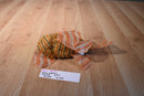 Ganz webkinz Lionfish Beanbag Plush Hm355 No Code