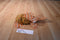 Ganz webkinz Lionfish Beanbag Plush Hm355 No Code