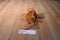Ganz webkinz Lionfish Beanbag Plush Hm355 No Code