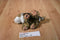 Ganz Webkinz Lil Kinz Tiger HS032 Beanbag Plush With Sealed Code