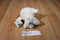 Walmart White and Pink Lamb Plush Wearing a Flower Bow