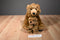 Aurora Grizzly Bear and Circo Grizzly Bear Cub Plush