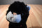 Ty Classic Boots Black and White Cat 1997 Beanbag Plush