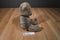 Russ Blizzard Brown Bear Plush