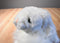 Ty Classic Cashmere White Fluffy Bunny Rabbit 2000 Beanbag Plush