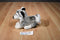 Trudi Bussi (Kiss) Gray and White Husky Plush with Blue Eyes
