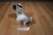 Trudi Bussi (Kiss) Gray and White Husky Plush with Blue Eyes