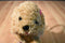 Toby NYC Beige Cocker Spaniel Dog Bag Plush with Pink Bows