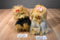 Ty Classic Yappy Yorkie 1999 and Mitsy Silky 2006 Beanbag Plush